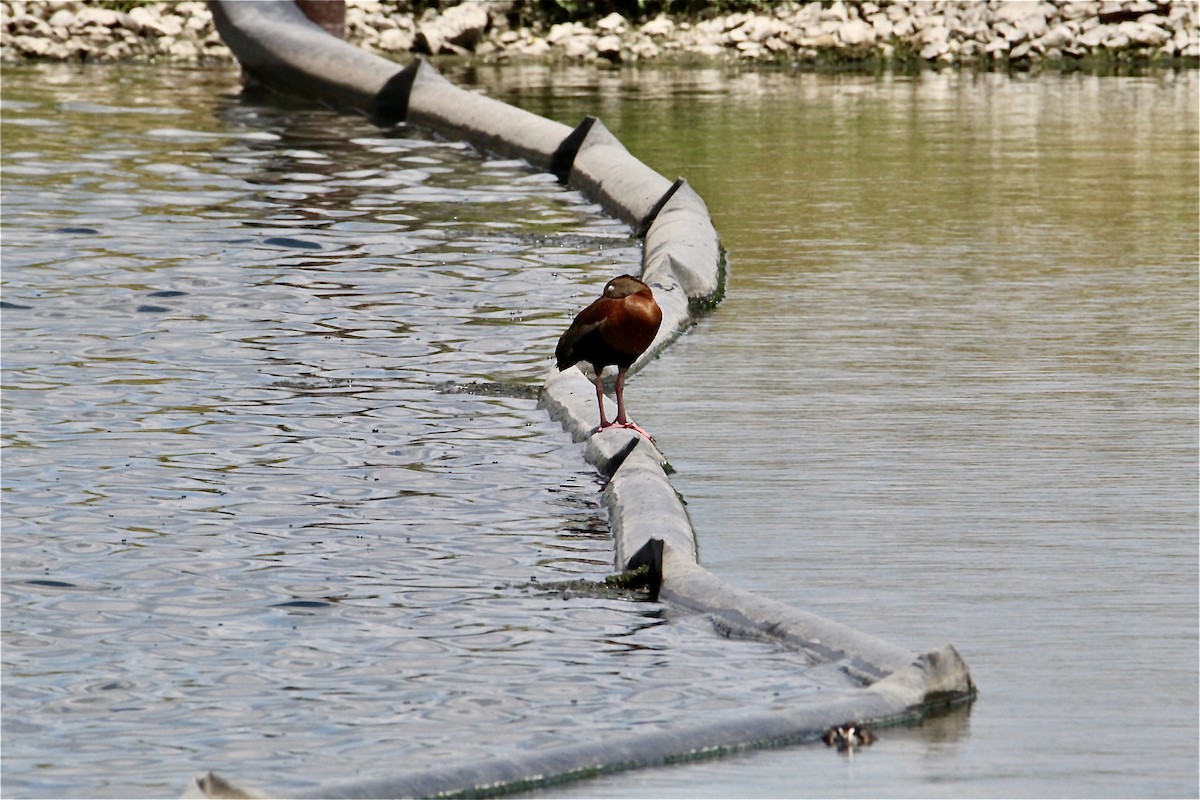 Black-bellied Whistling-Duck - ML638339118