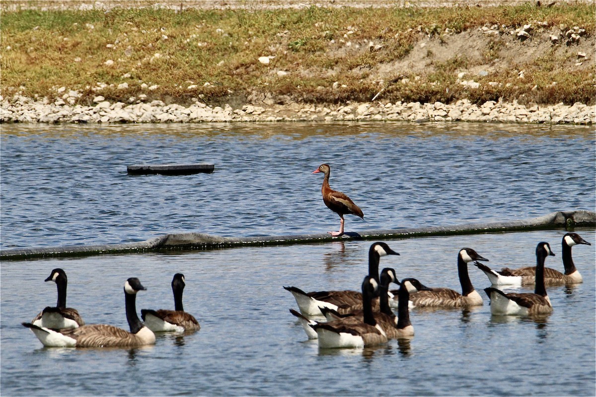 Black-bellied Whistling-Duck - ML638339120