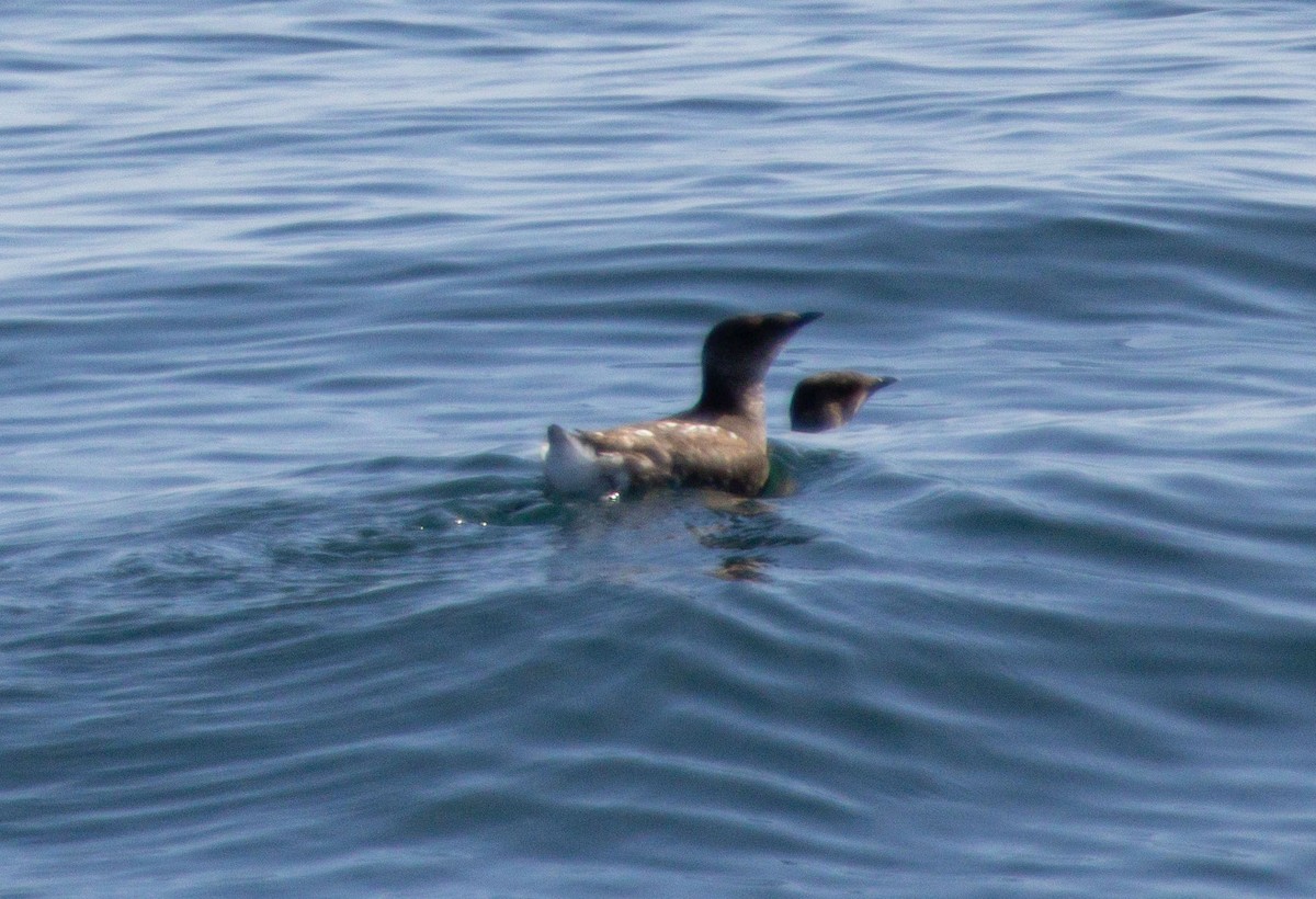 Marbled Murrelet - ML638339125