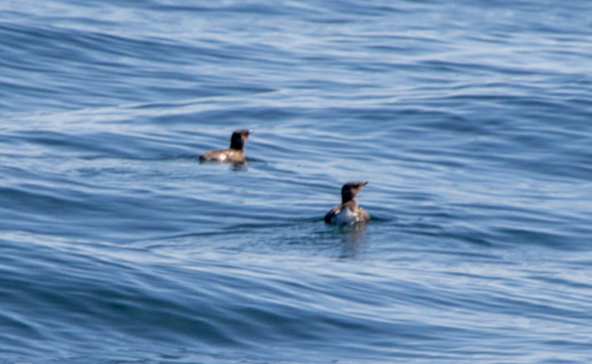 Marbled Murrelet - ML638339126
