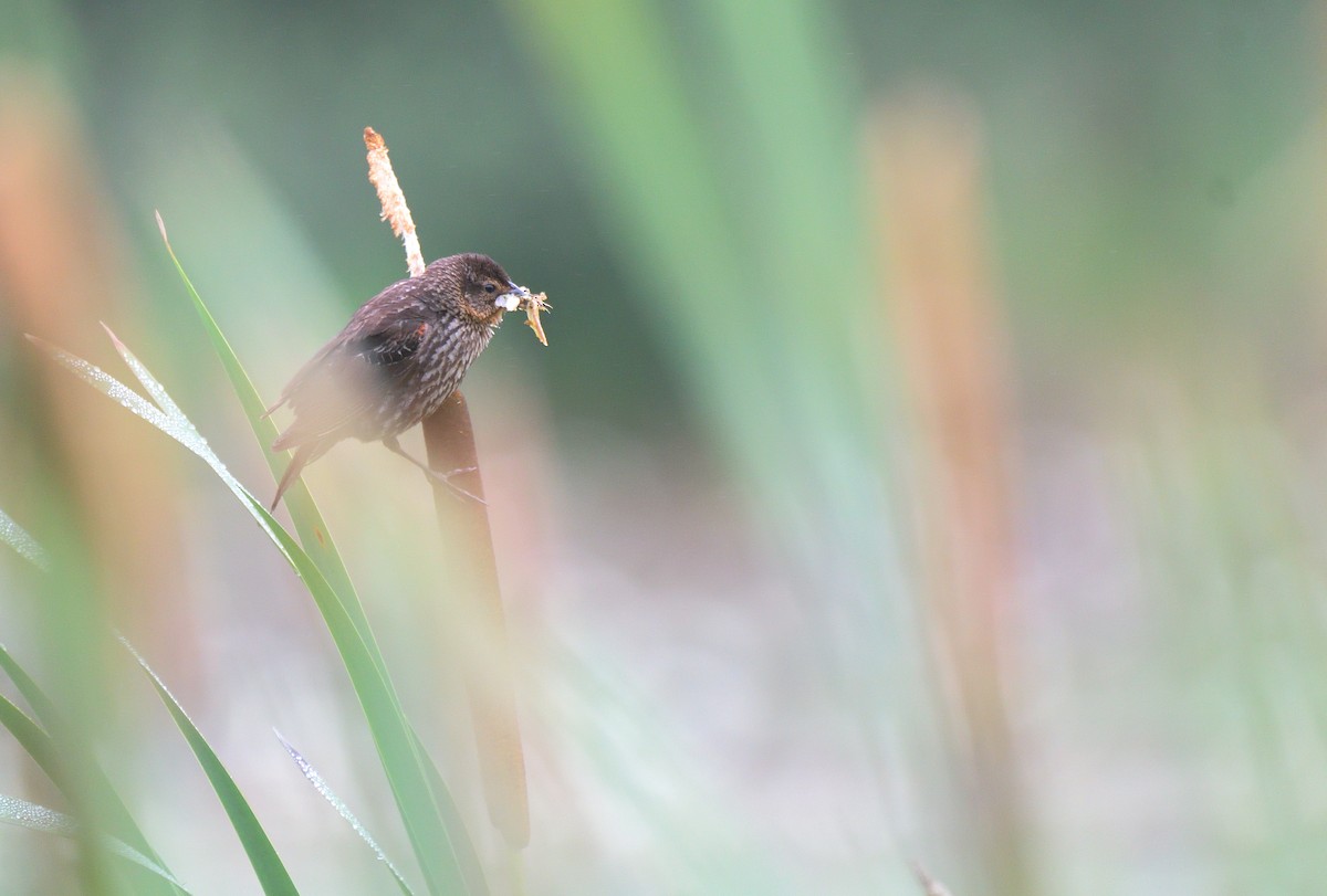 Red-winged Blackbird (Red-winged) - ML638339137