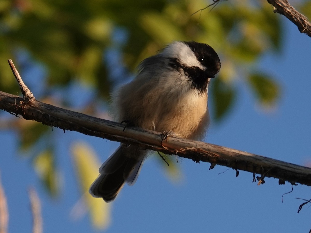 Black-capped Chickadee - ML638339141