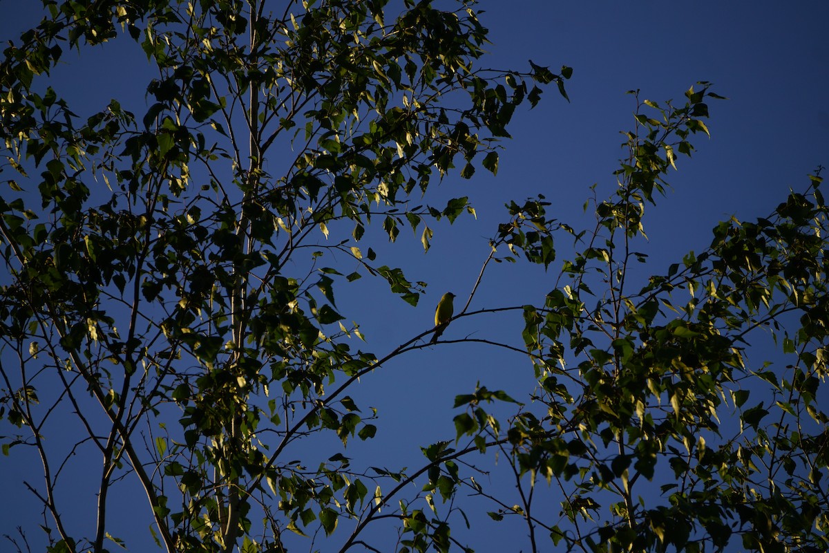 American Goldfinch - ML638339155
