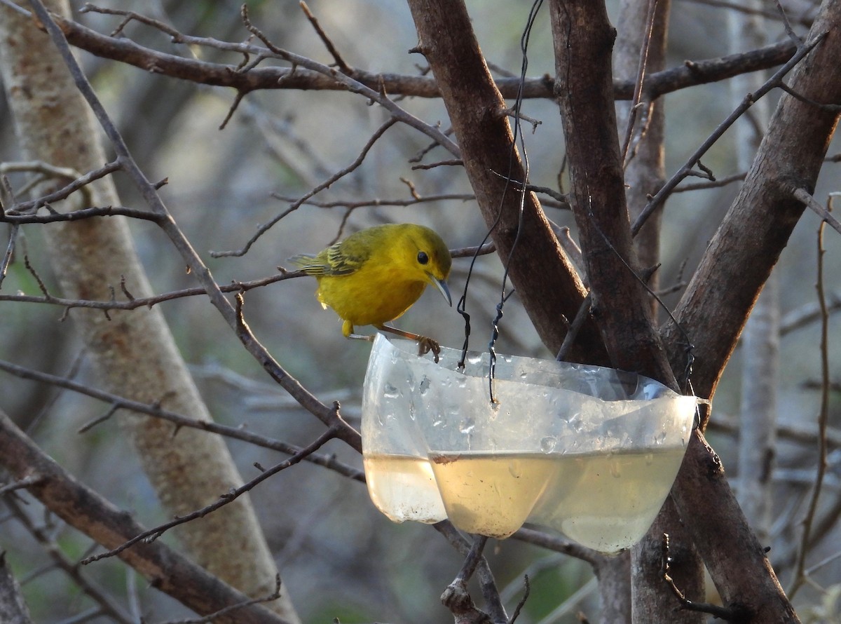 Yellow Warbler - ML638339167