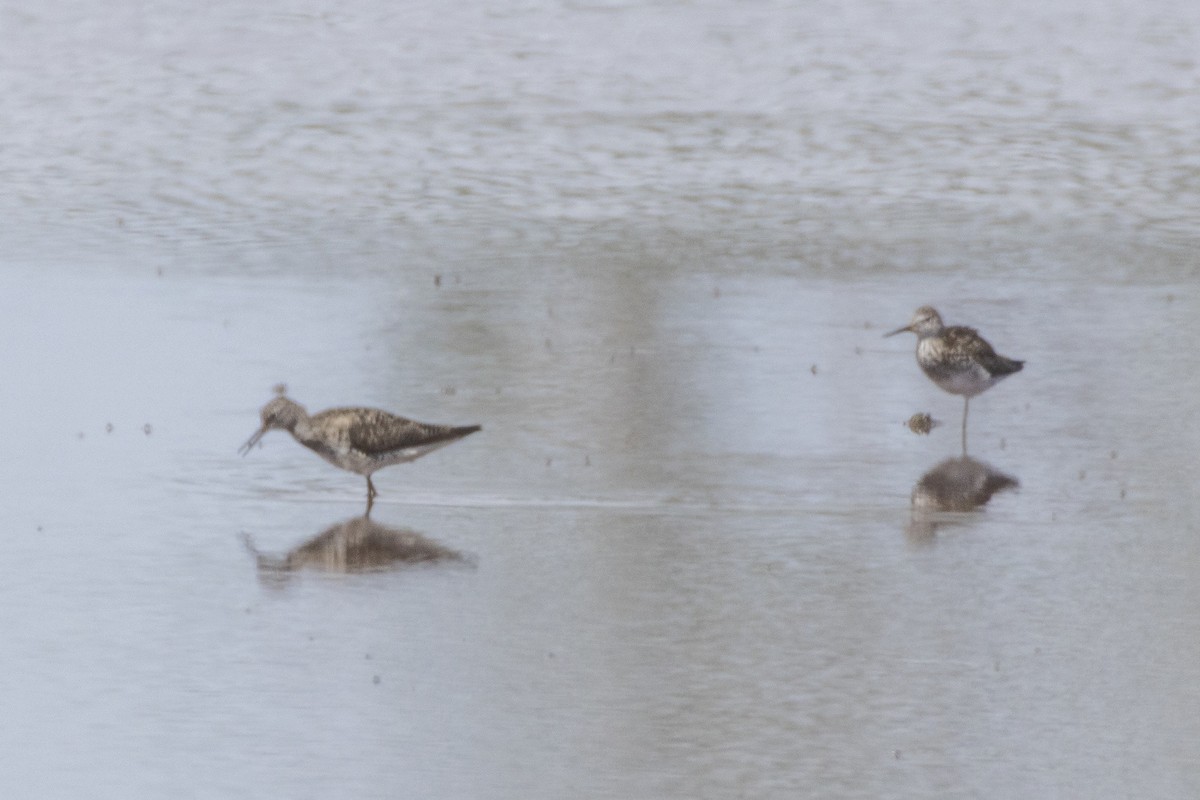gulbeinsnipe - ML638339190