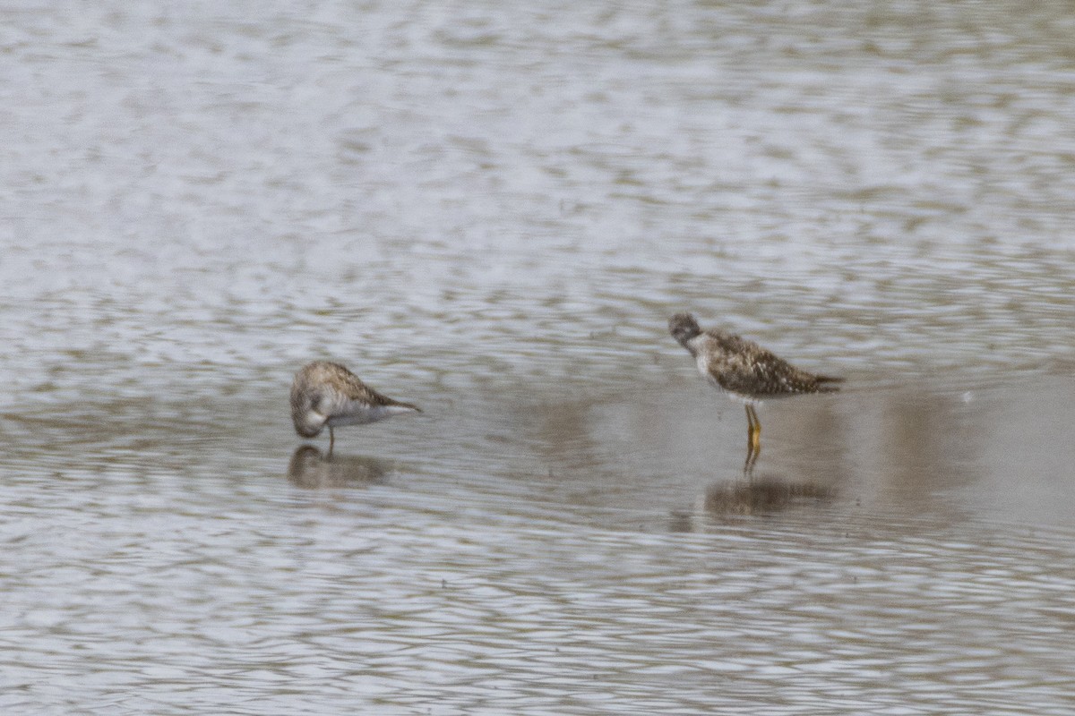 gulbeinsnipe - ML638339191
