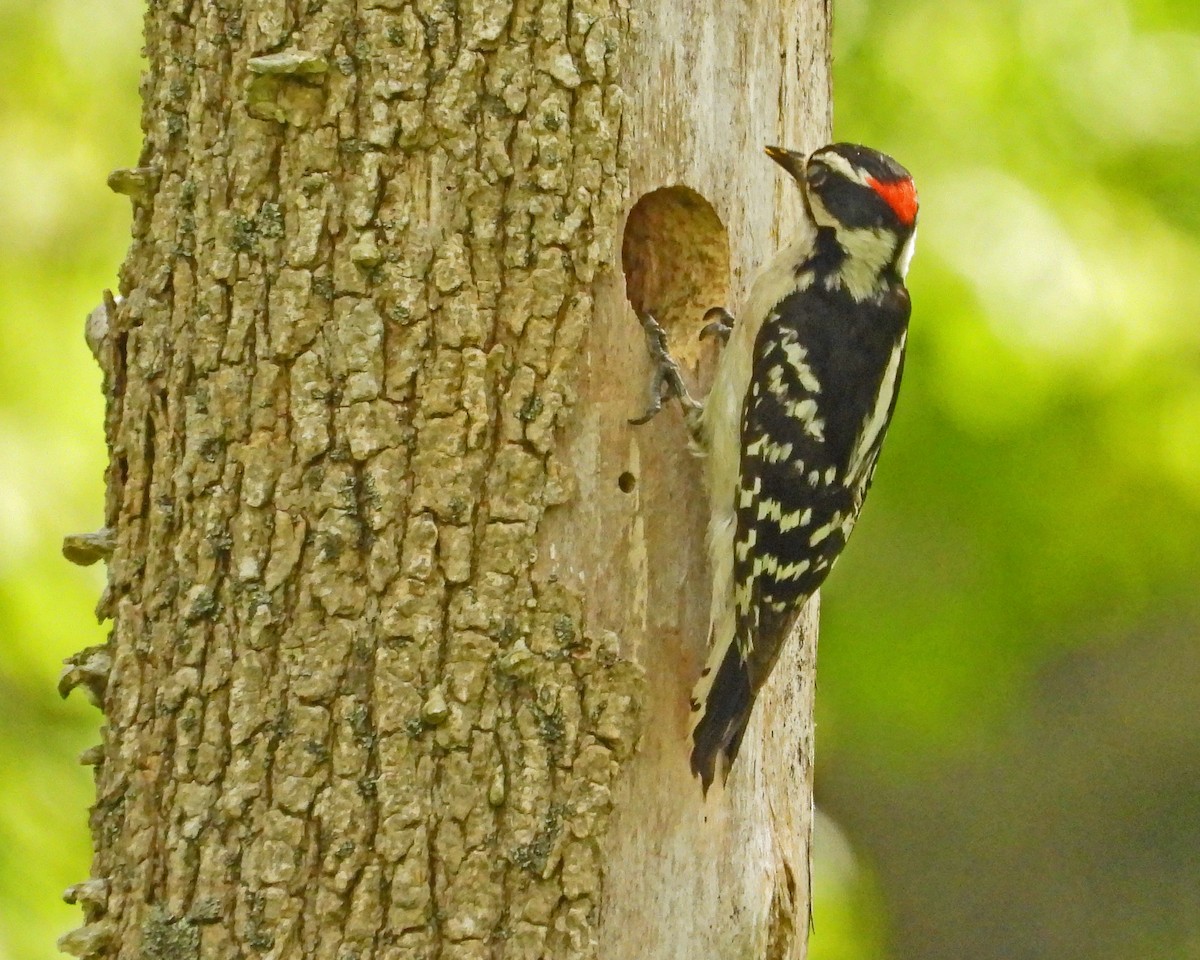 Downy Woodpecker - ML638339192