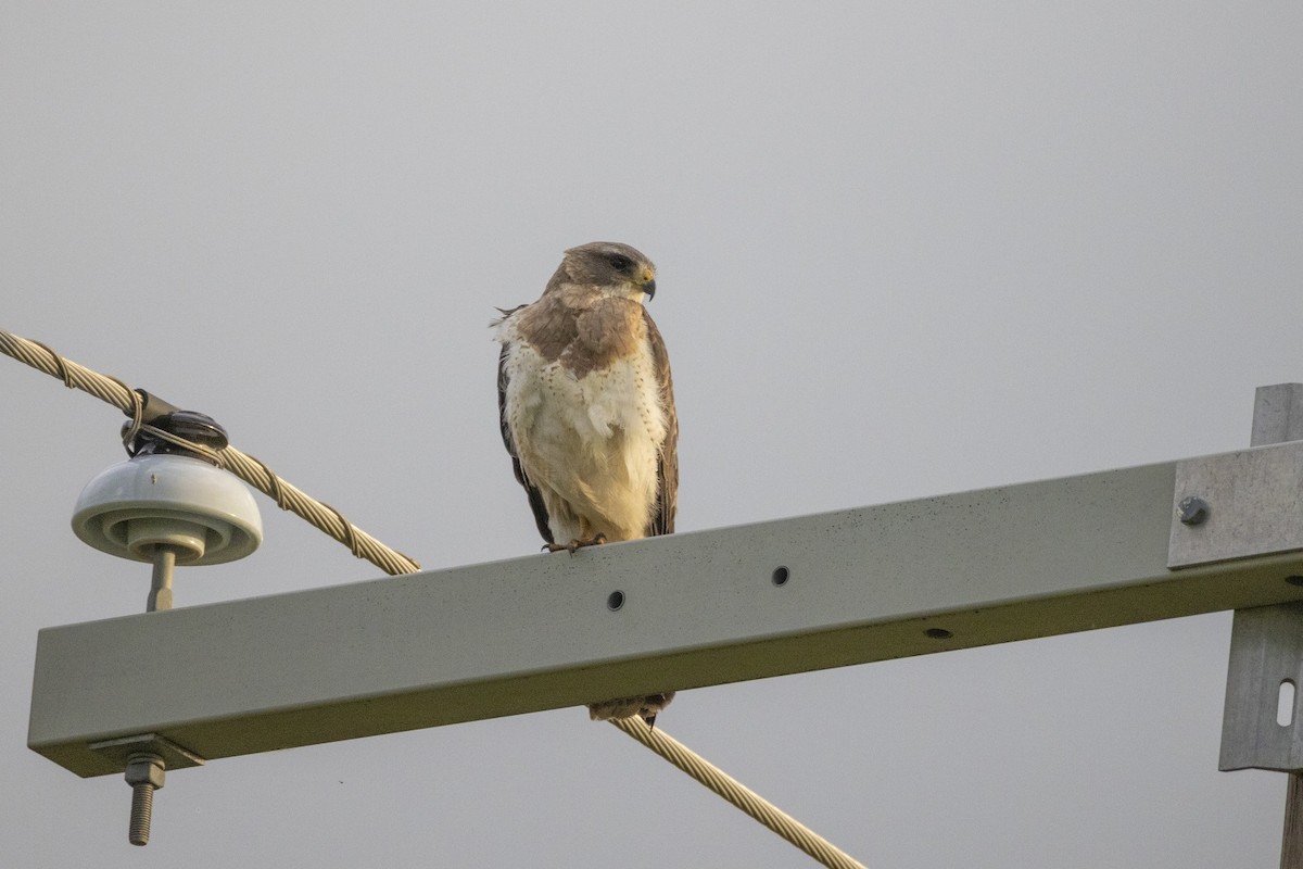Swainson's Hawk - ML638339213