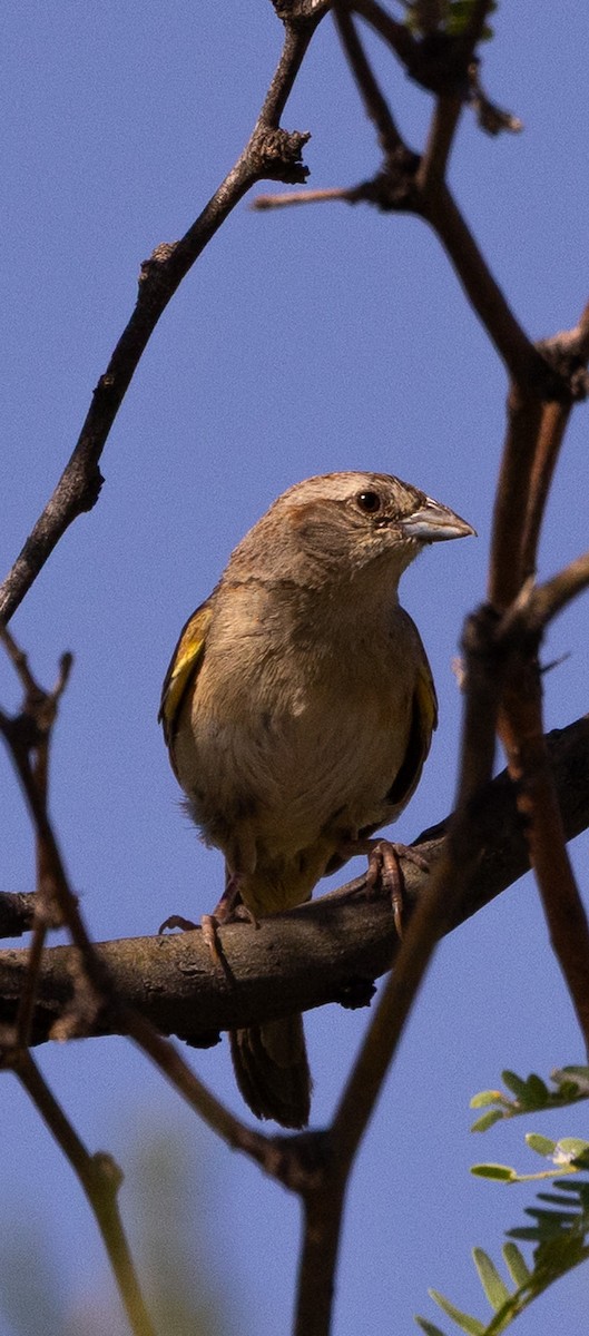 Botteri's Sparrow - ML638339221
