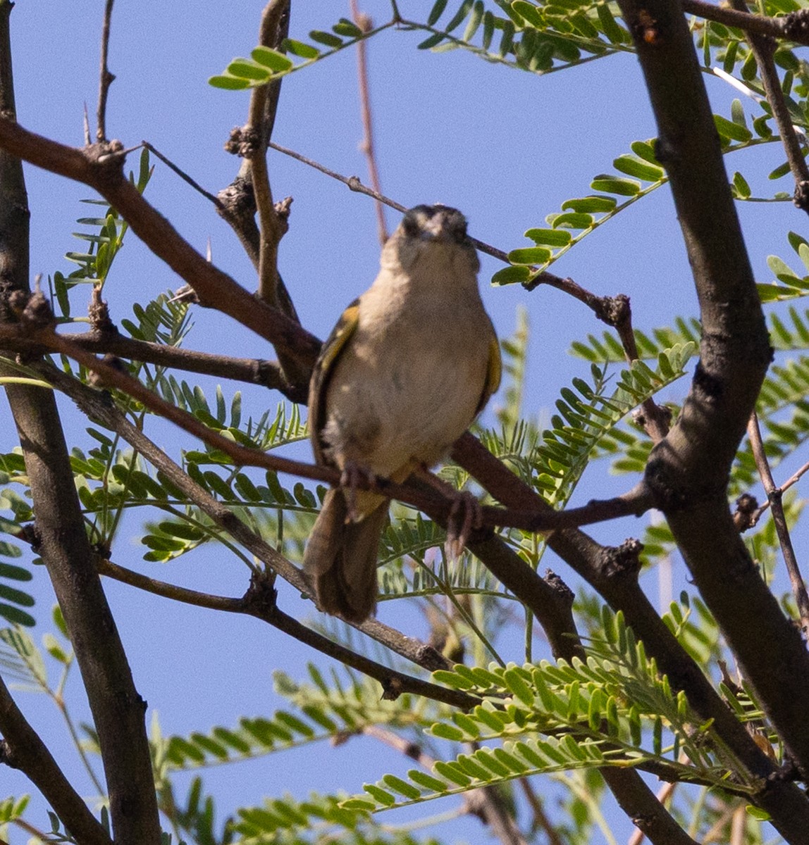Botteri's Sparrow - ML638339222