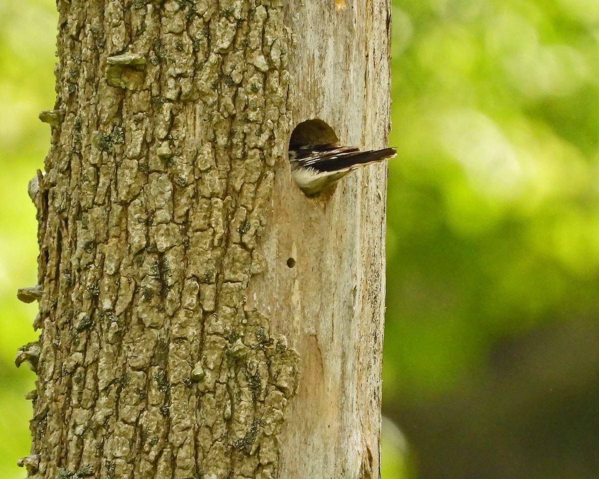 Downy Woodpecker - ML638339228