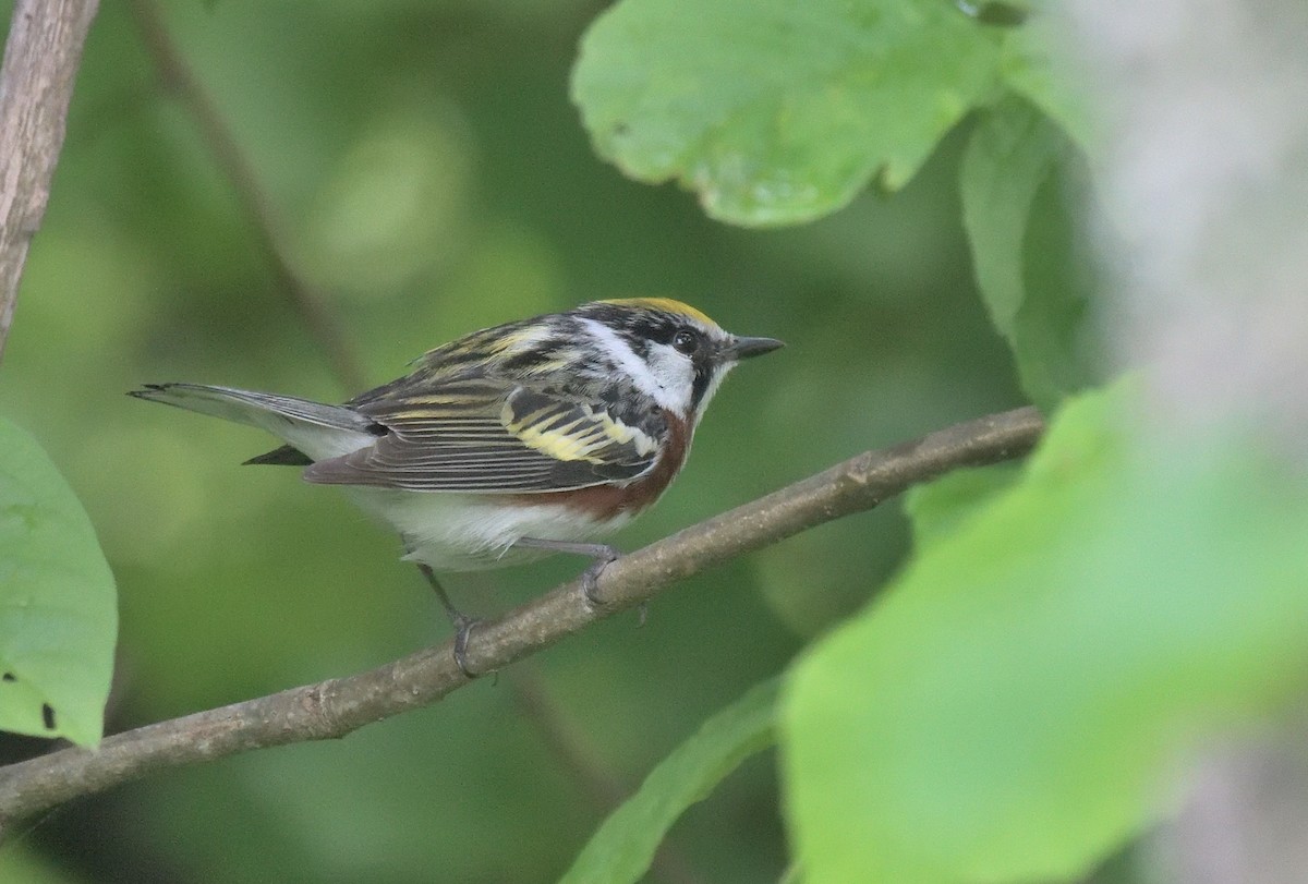 brunsideparula - ML638339231