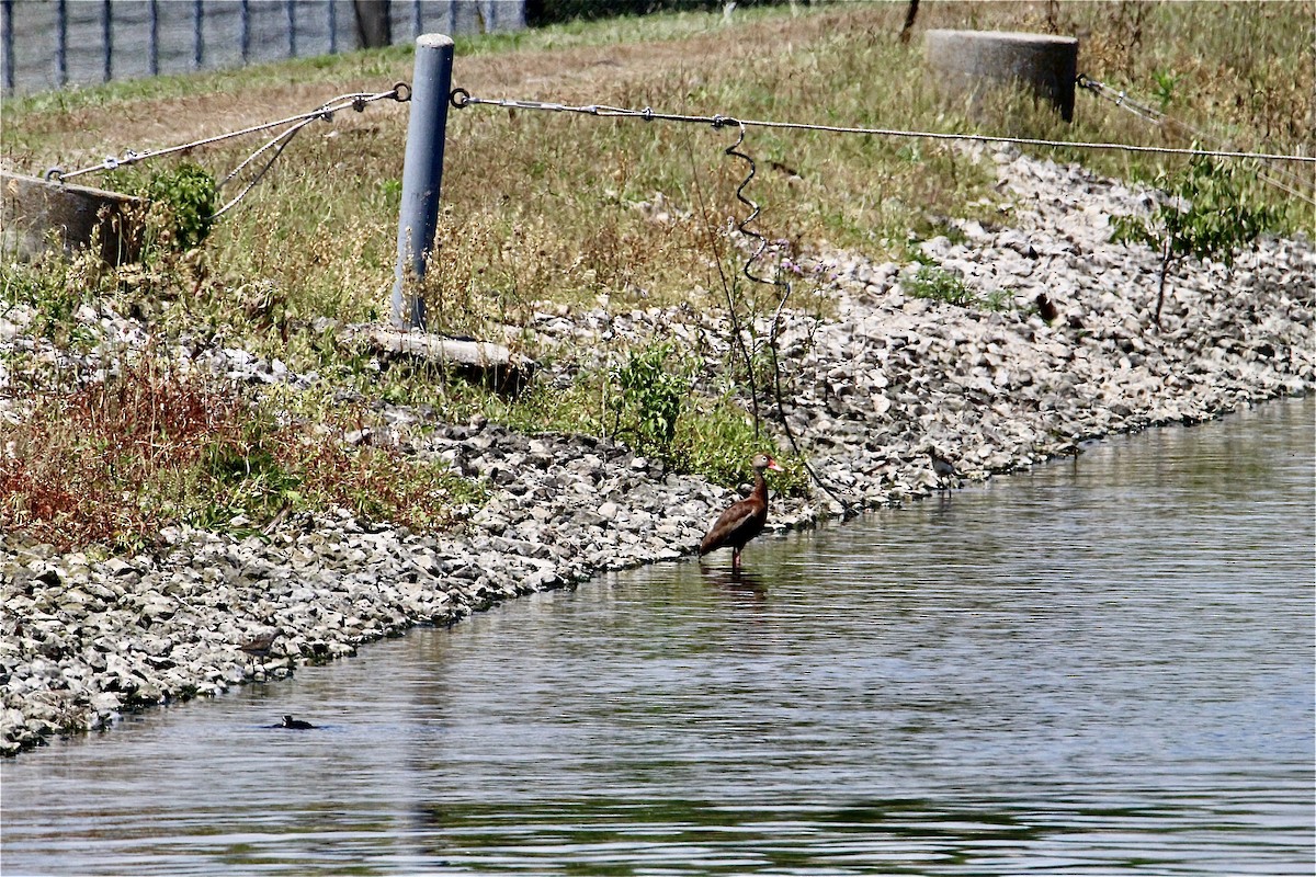Black-bellied Whistling-Duck - ML638339243