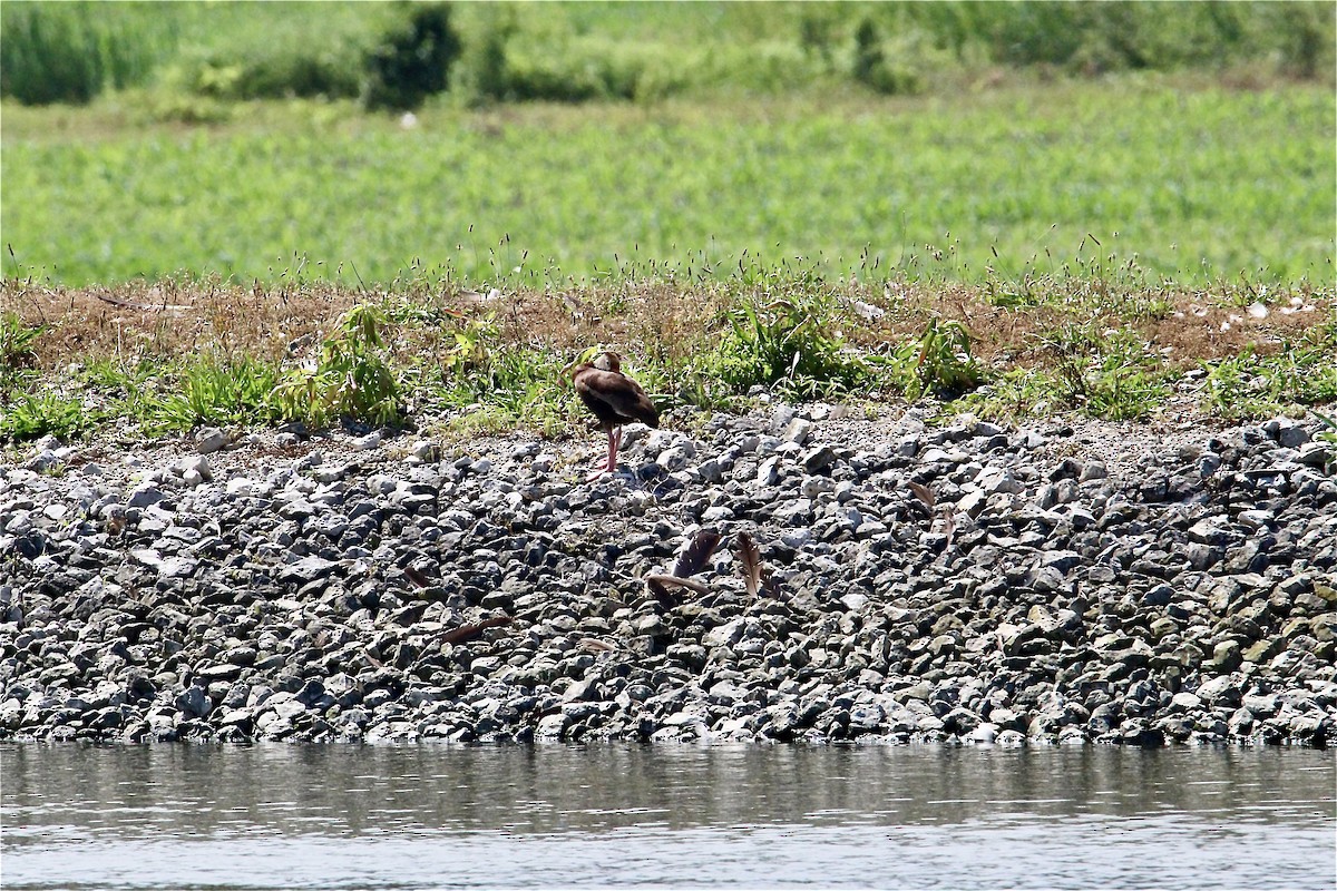 Black-bellied Whistling-Duck - ML638339244