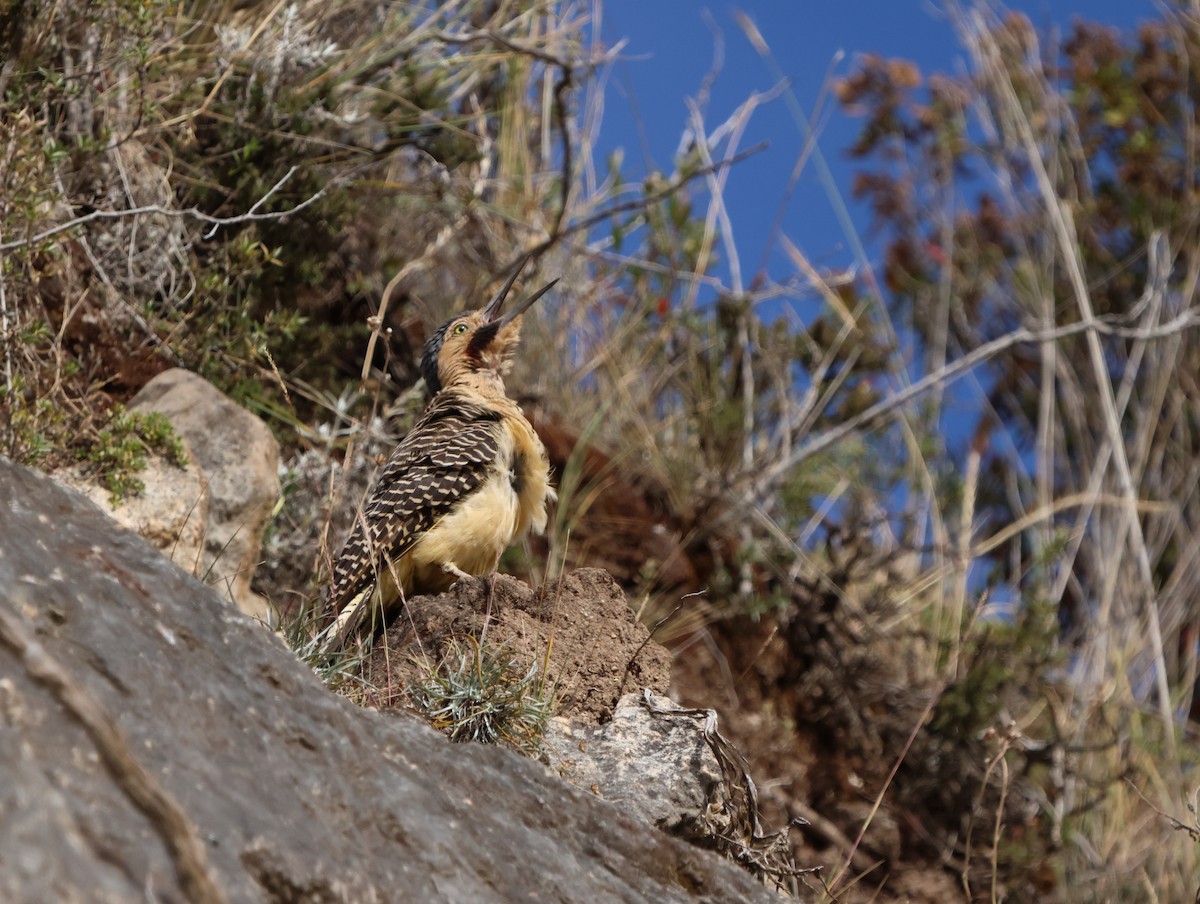 Andean Flicker - ML638339247