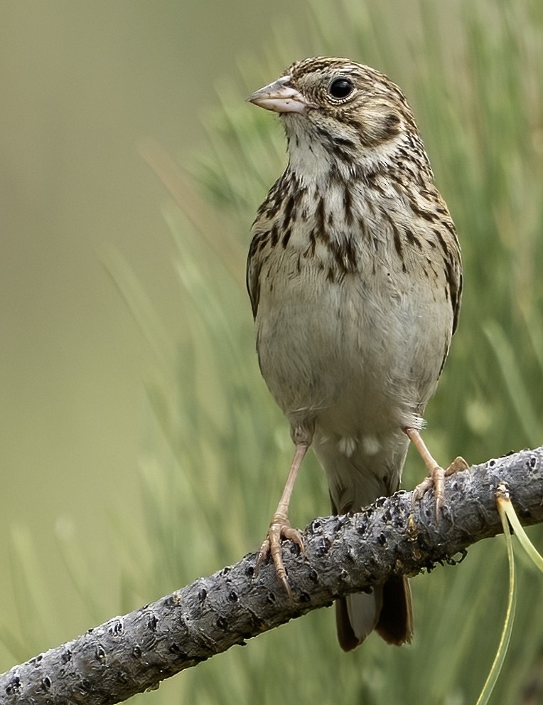 Vesper Sparrow - ML638339249