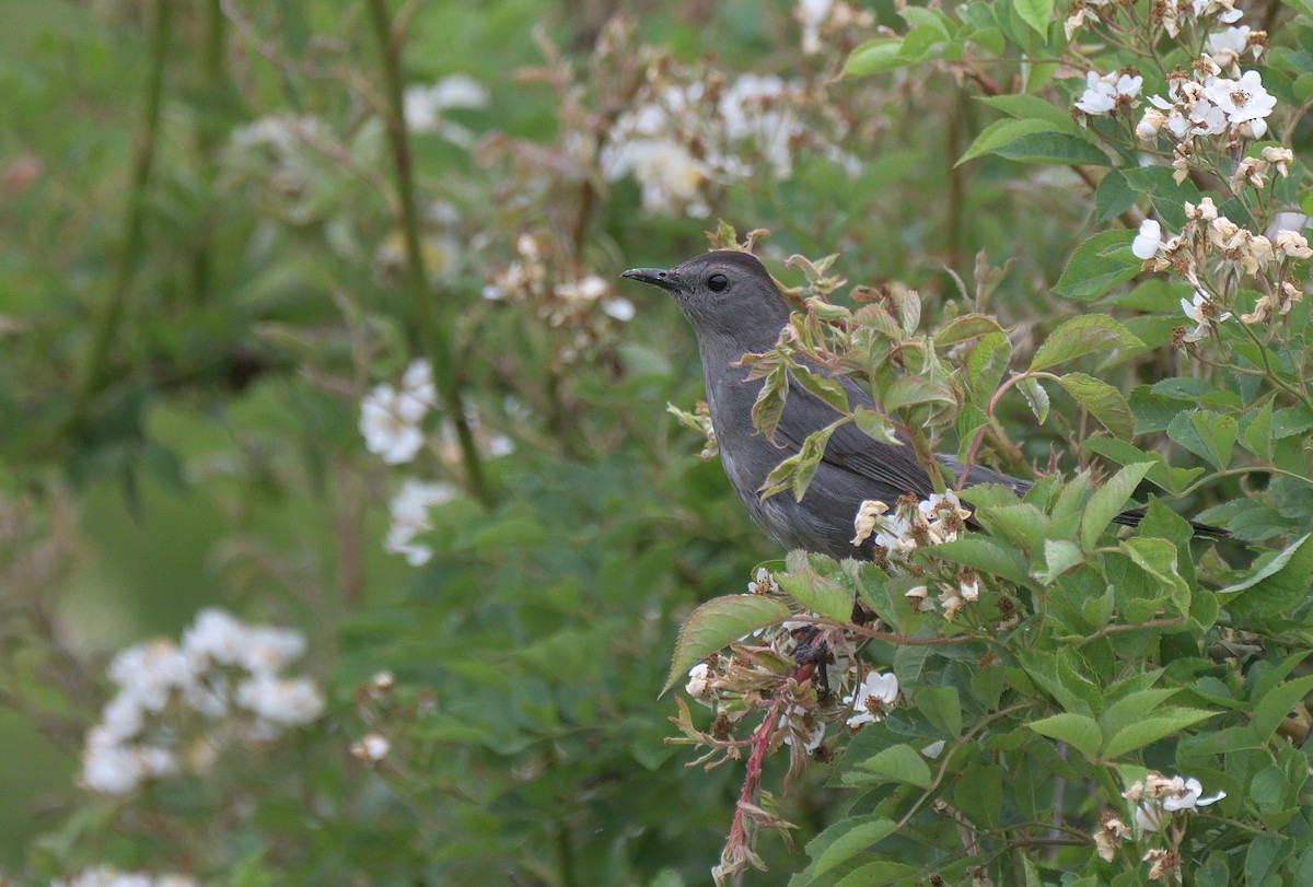 Gray Catbird - ML638339260
