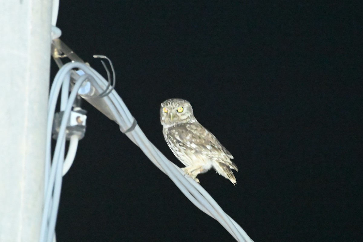 Little Owl - ML638339261