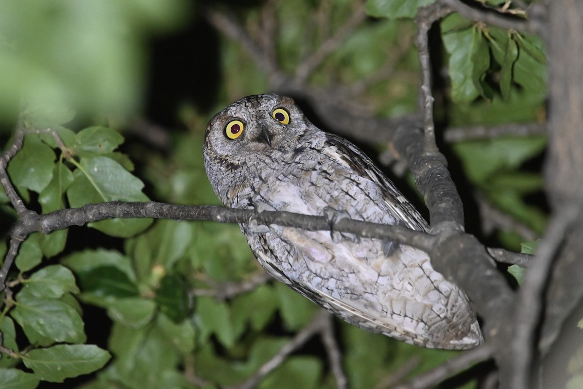 Eurasian Scops-Owl - ML638339280