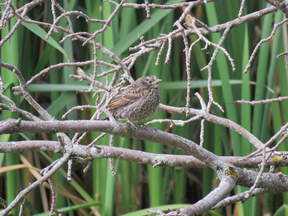 Red-winged Blackbird - ML638339289