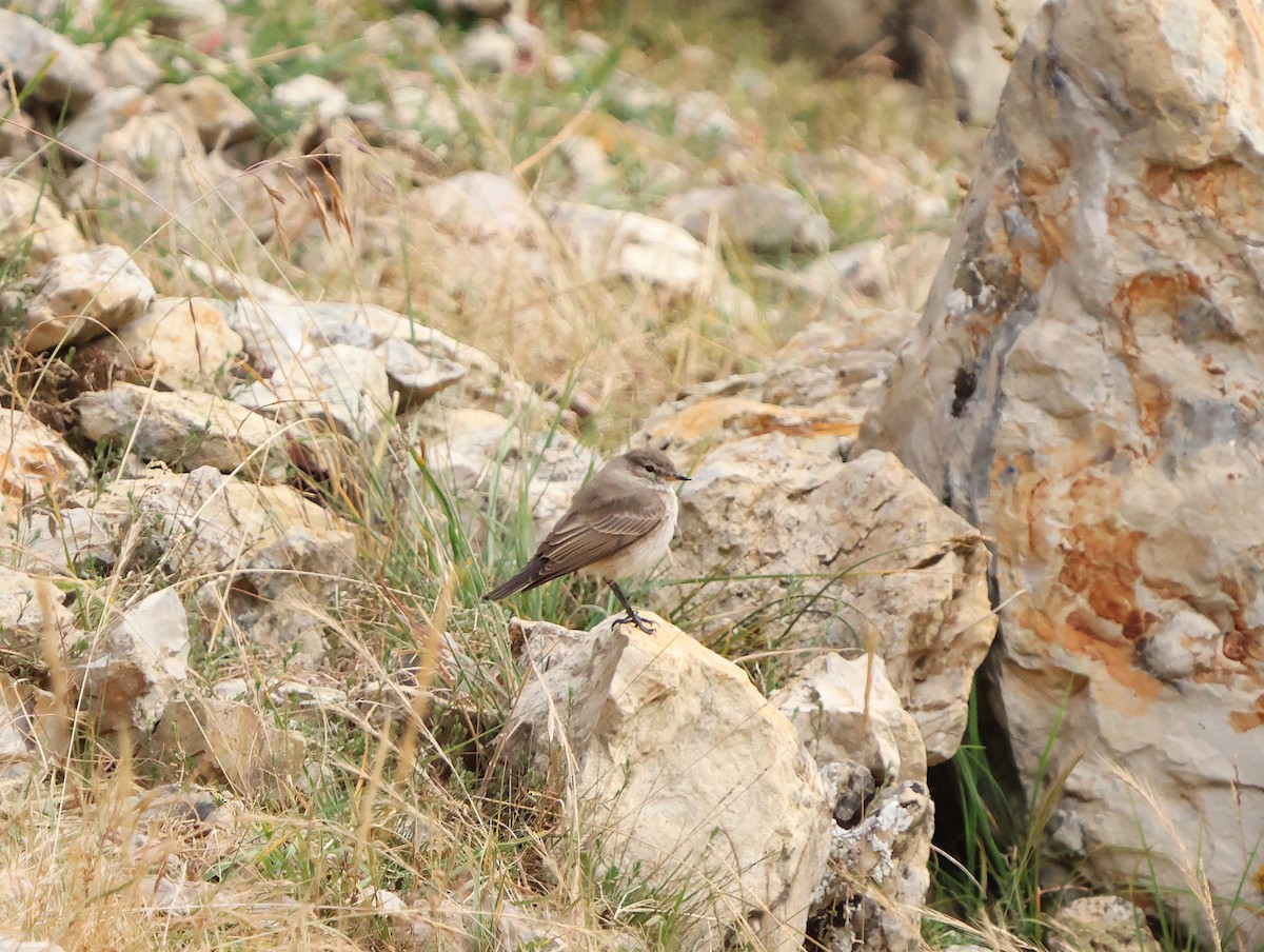 Spot-billed Ground-Tyrant - ML638339291