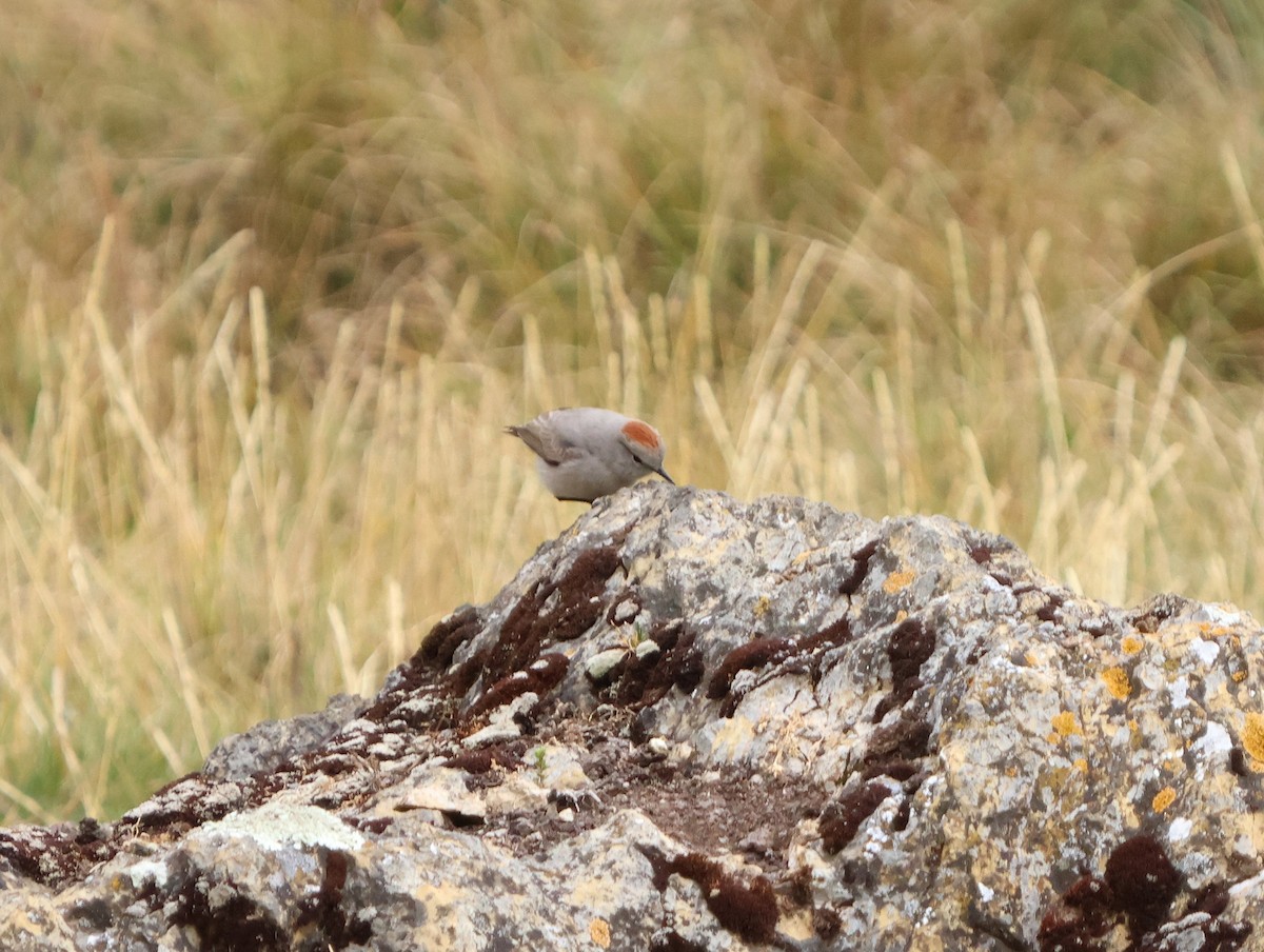 Rufous-naped Ground-Tyrant - ML638339298