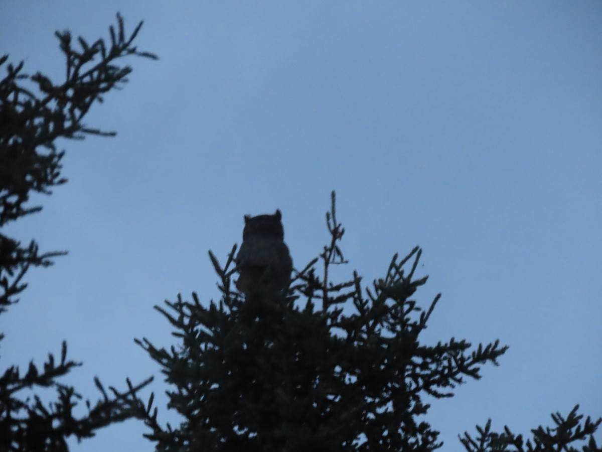 Great Horned Owl - ML638339323