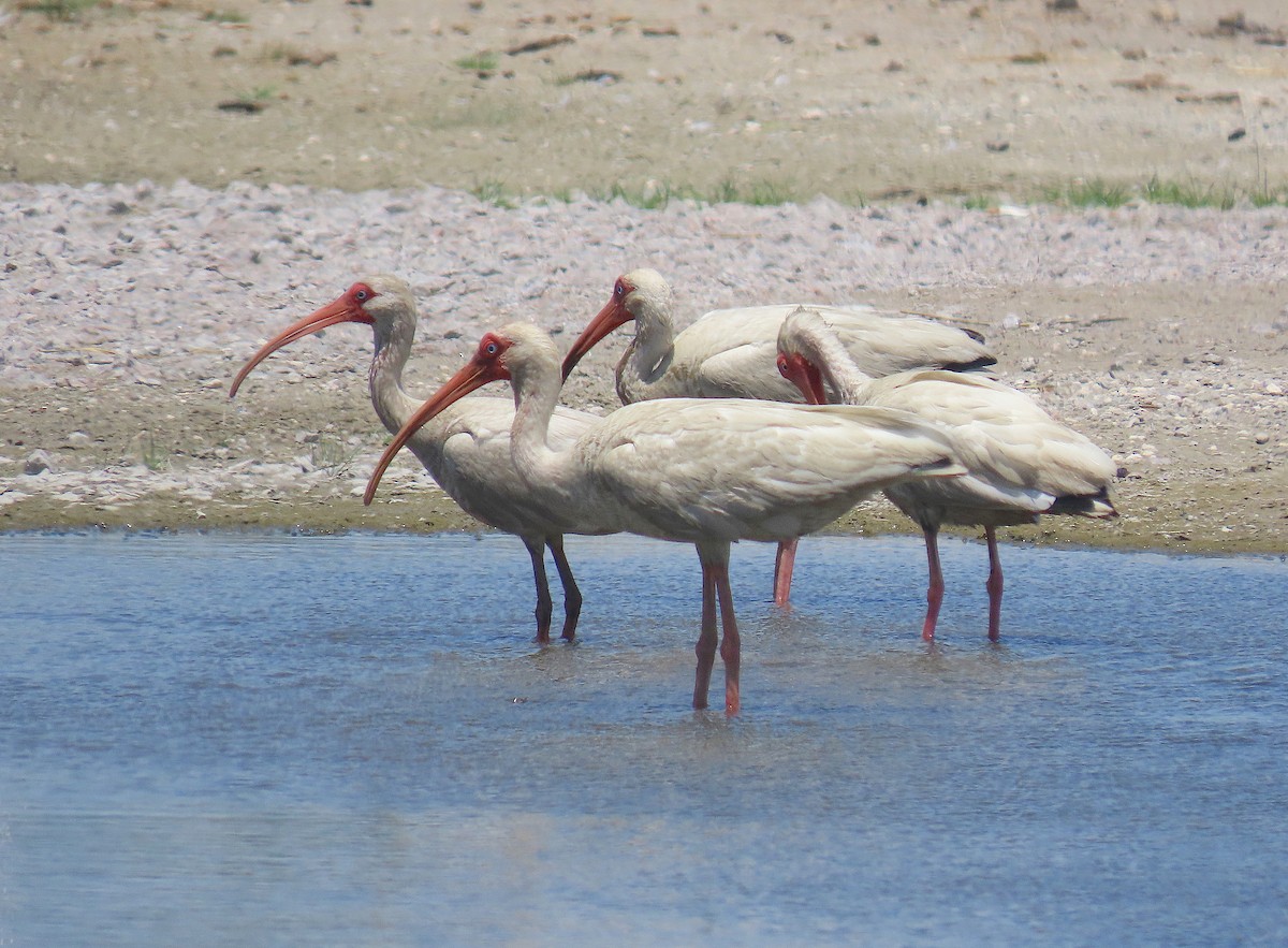 White Ibis - ML638339332