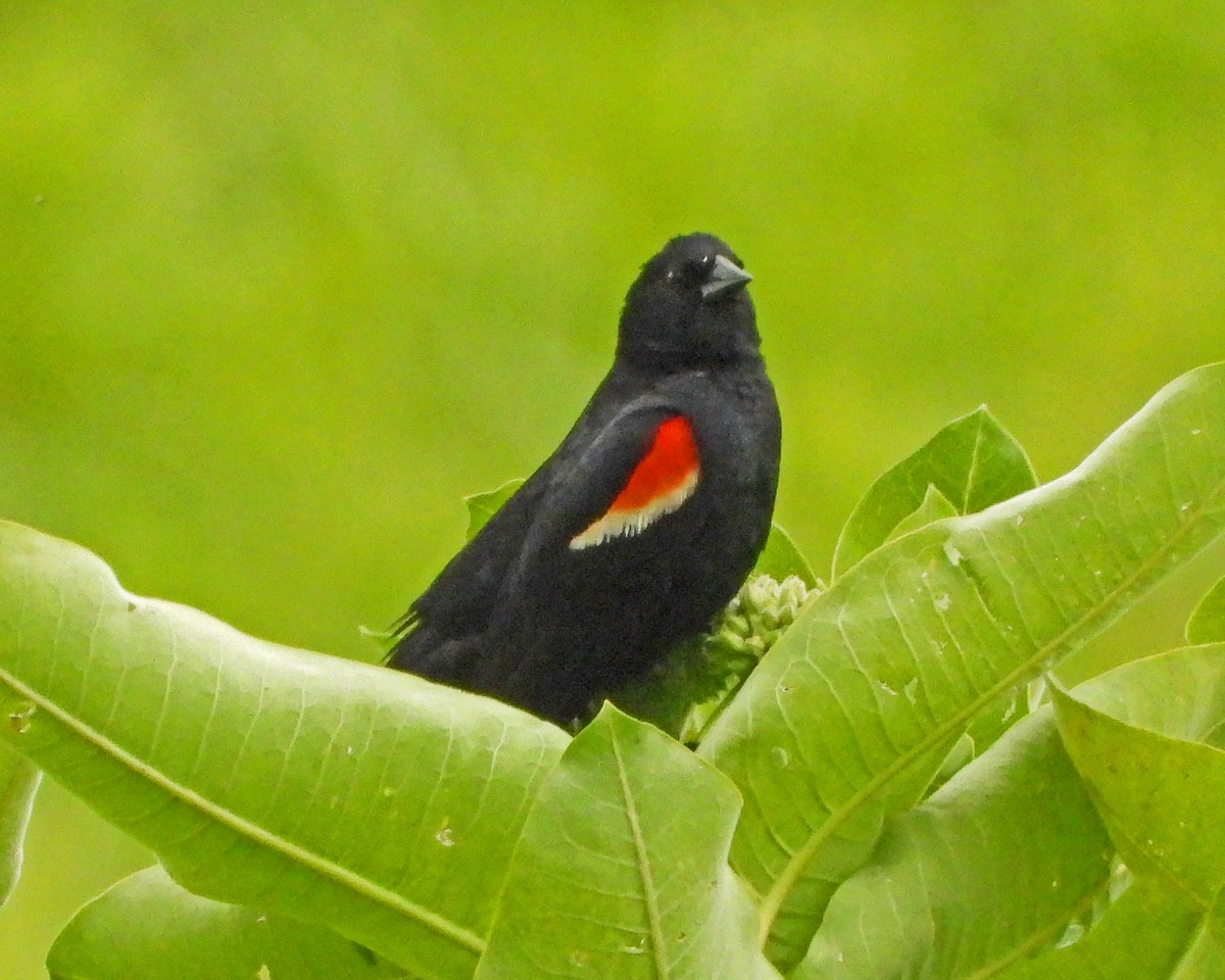 Red-winged Blackbird - ML638339341
