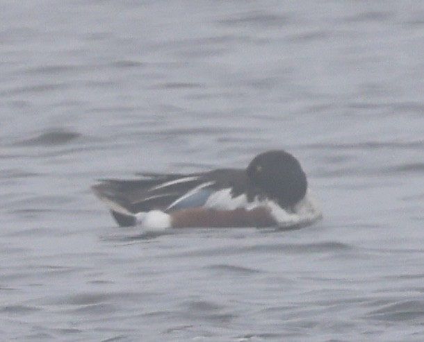 Northern Shoveler - ML638339353