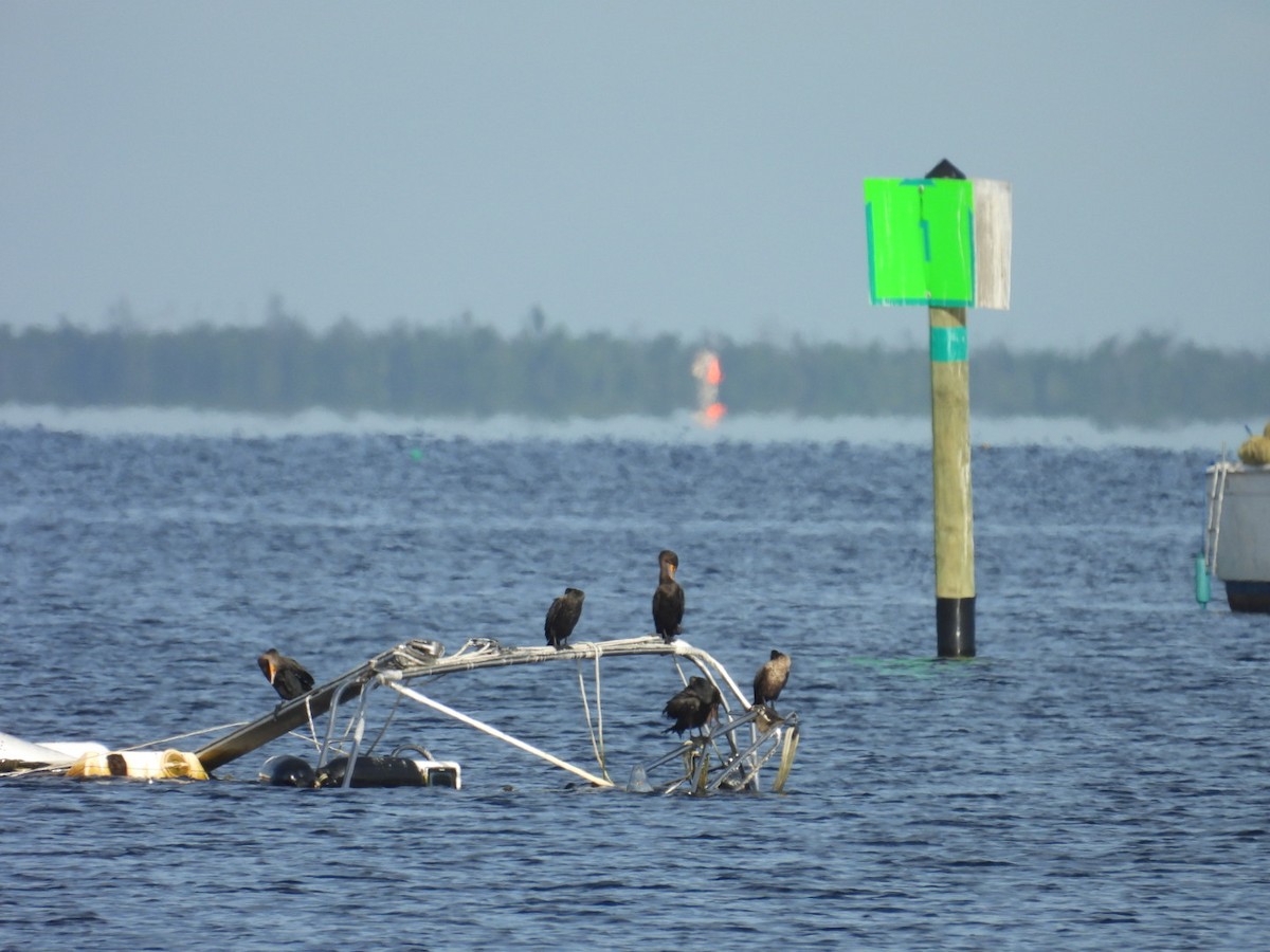 Double-crested Cormorant - ML638339366