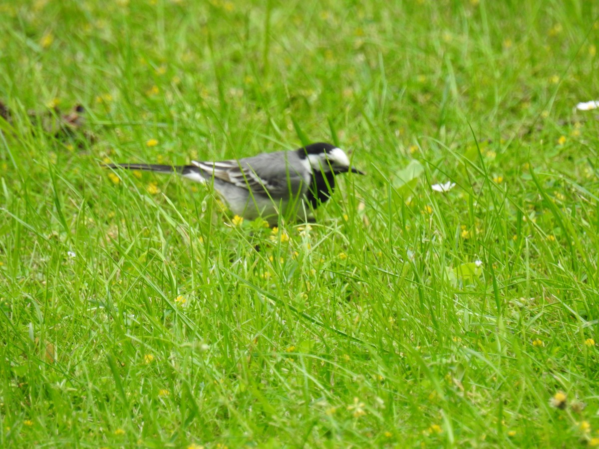 White Wagtail - ML638339384