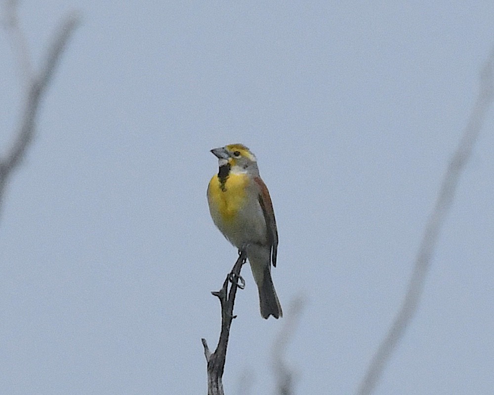 Лускун - ML638339389