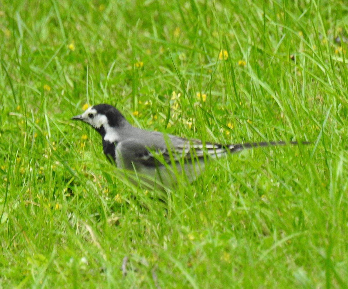 White Wagtail - ML638339399