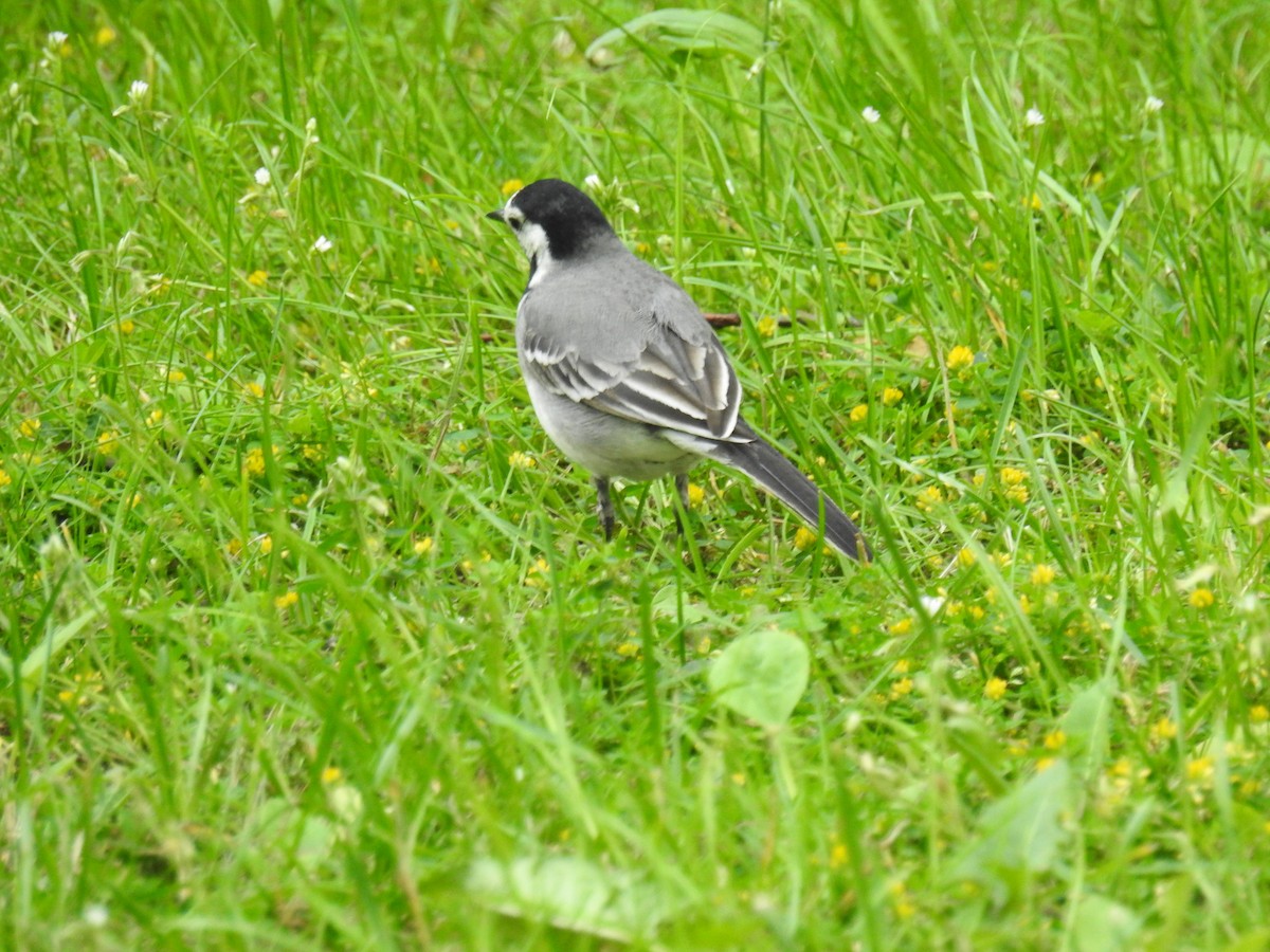 White Wagtail - ML638339400
