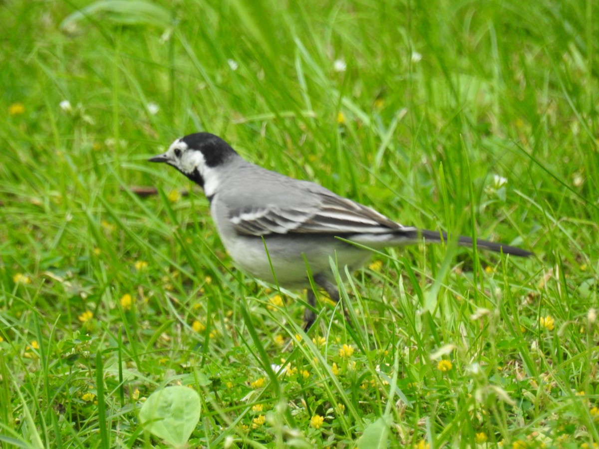 White Wagtail - ML638339401
