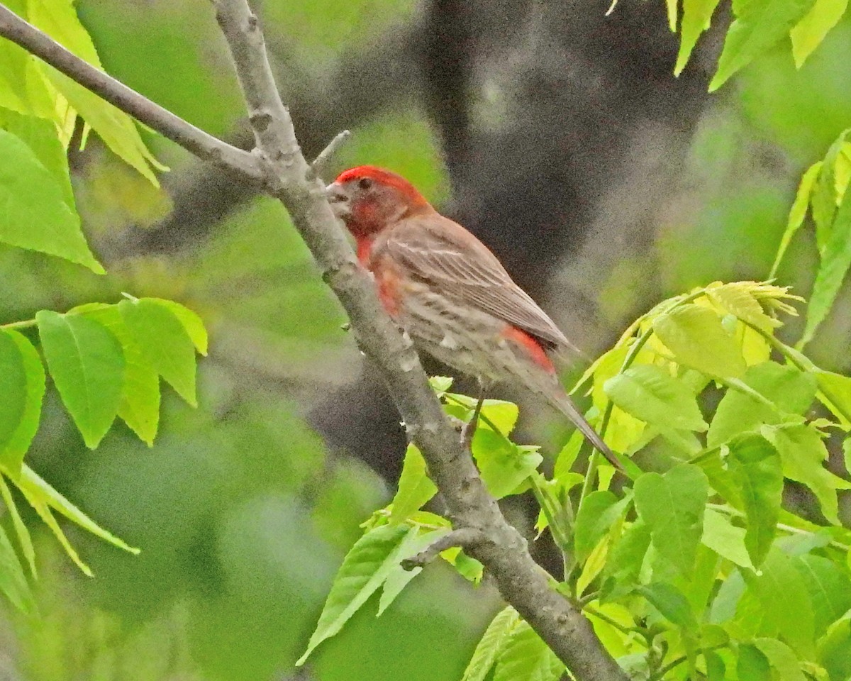 House Finch - ML638339404