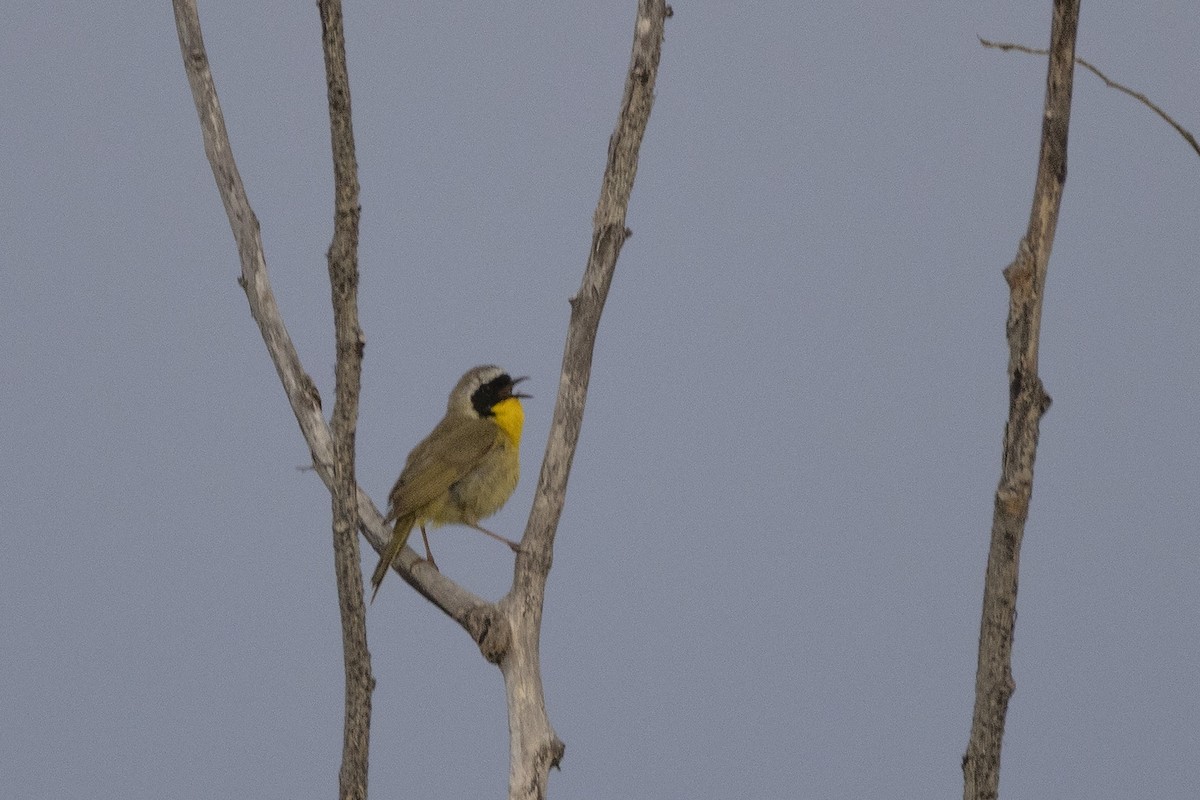 Paruline masquée - ML638339406