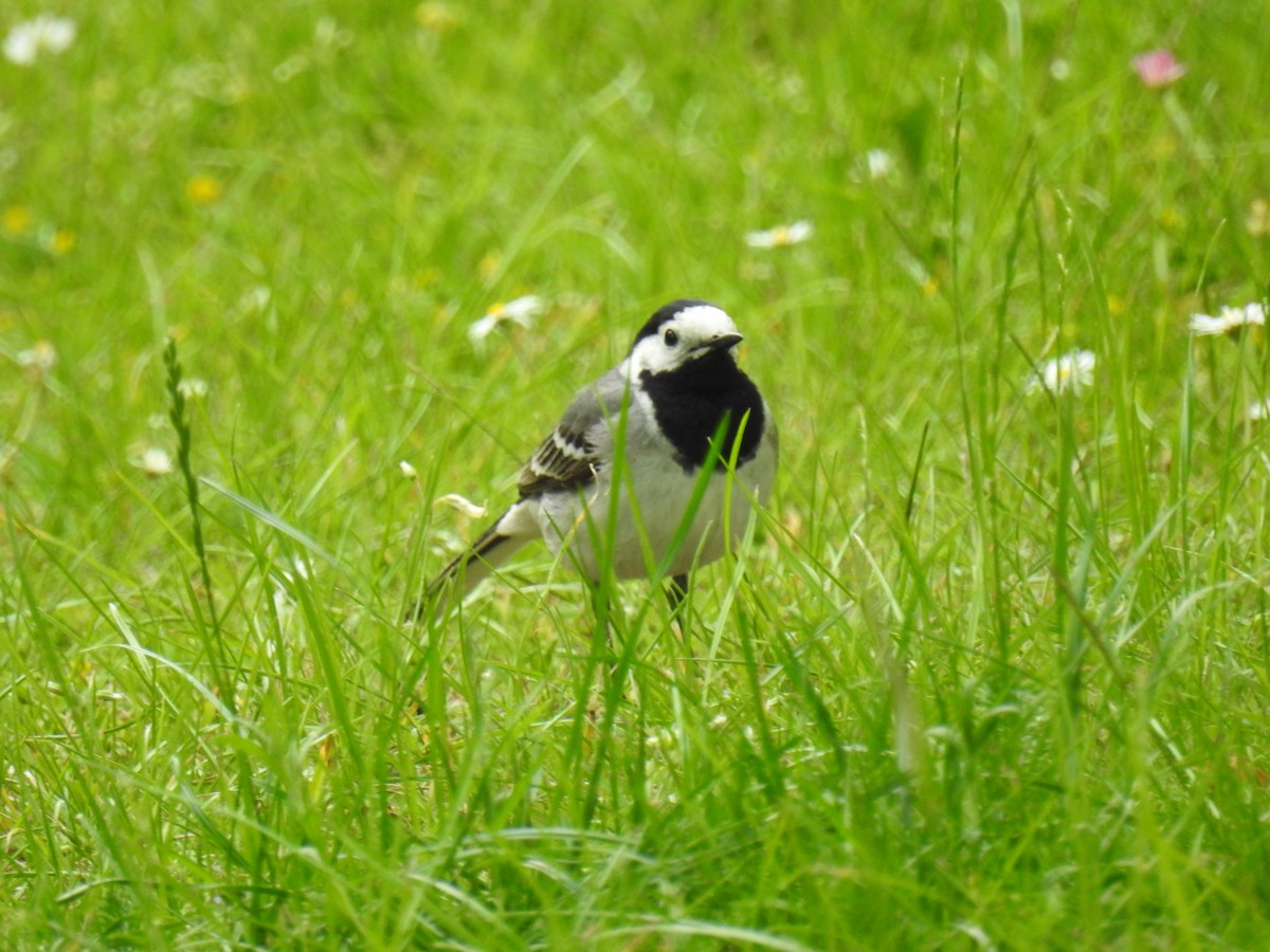 White Wagtail - ML638339412