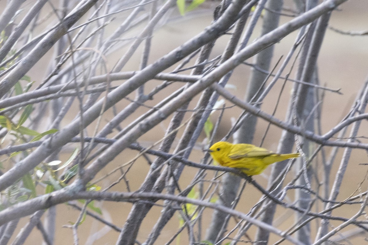 Yellow Warbler - ML638339425