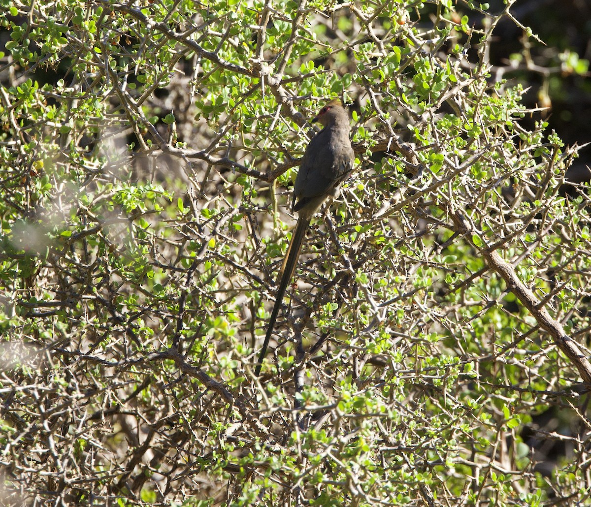 Red-faced Mousebird - ML638339427