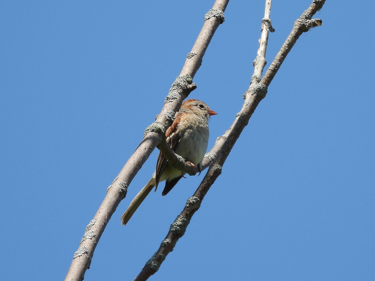 Field Sparrow - ML638339429