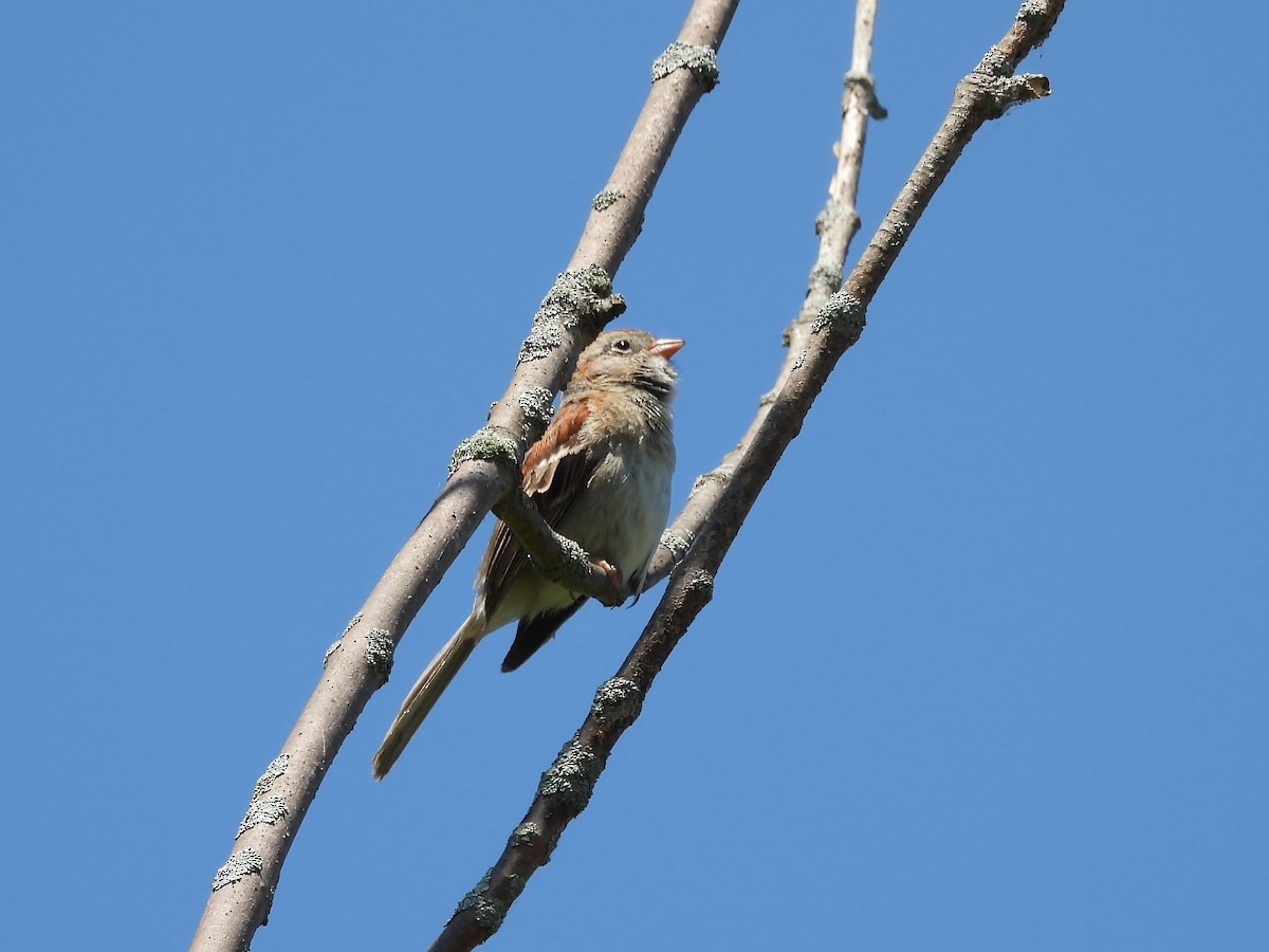 Field Sparrow - ML638339430
