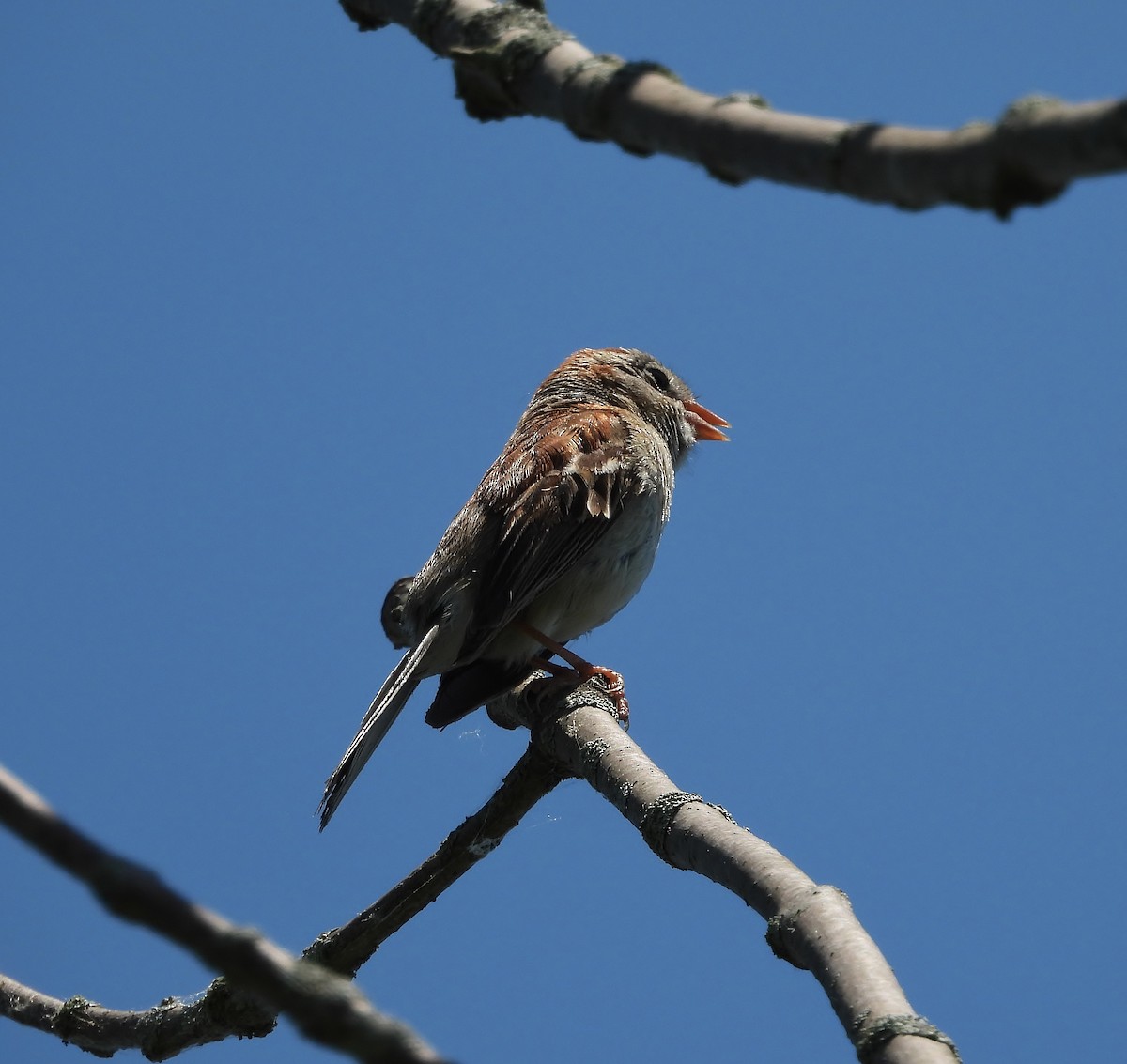 Field Sparrow - ML638339431