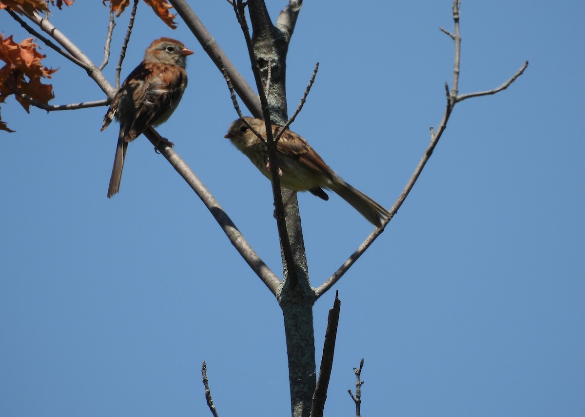 Field Sparrow - ML638339432