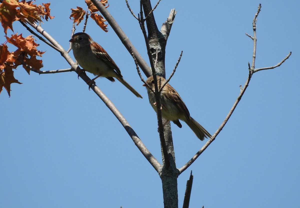 Field Sparrow - ML638339433