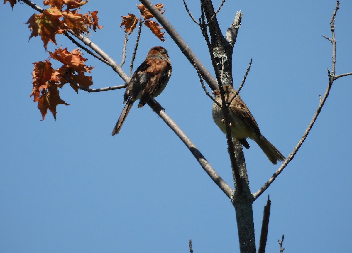 Field Sparrow - ML638339434