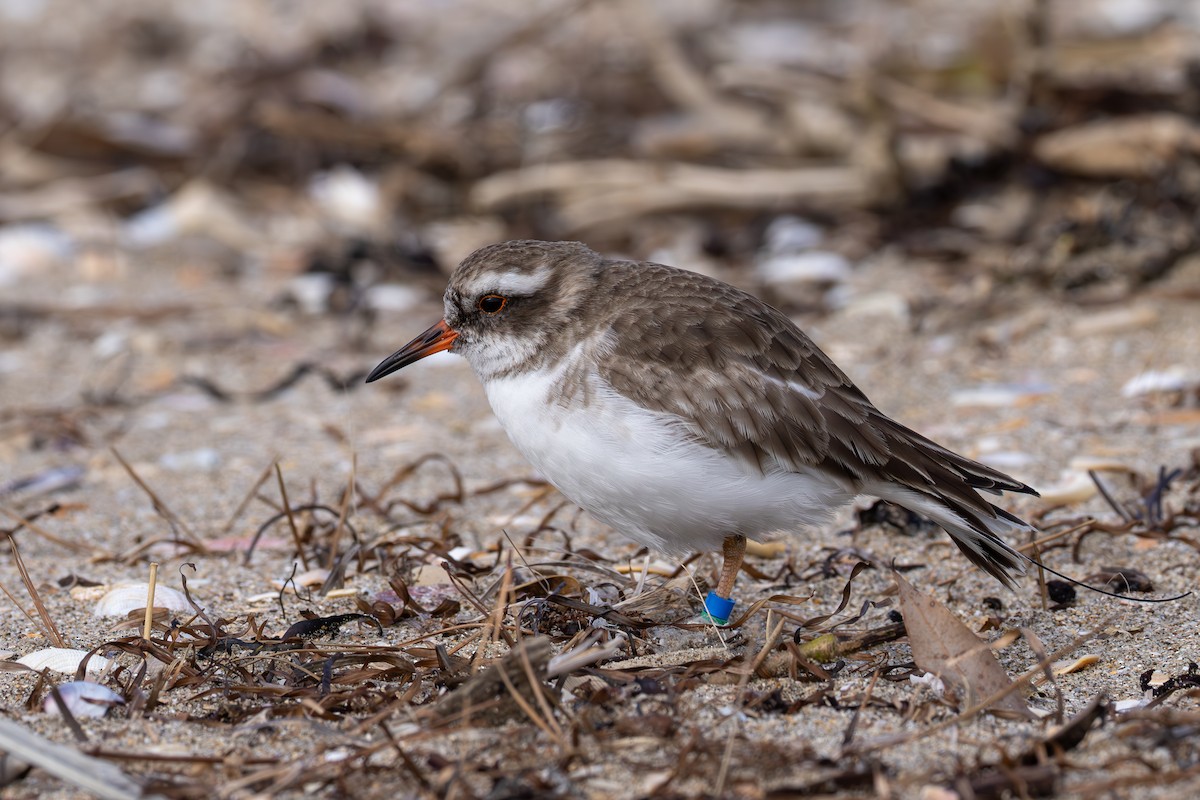 Shore Plover - ML638339438