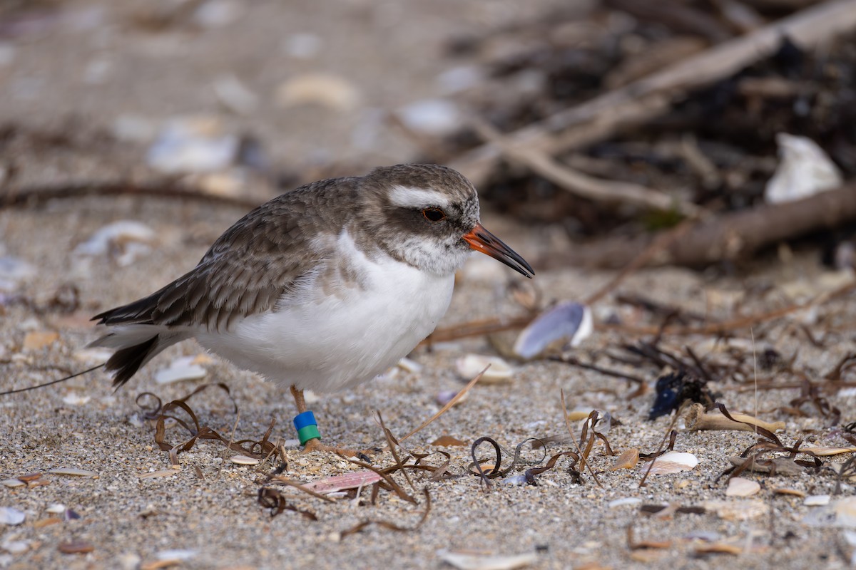 Shore Plover - ML638339440