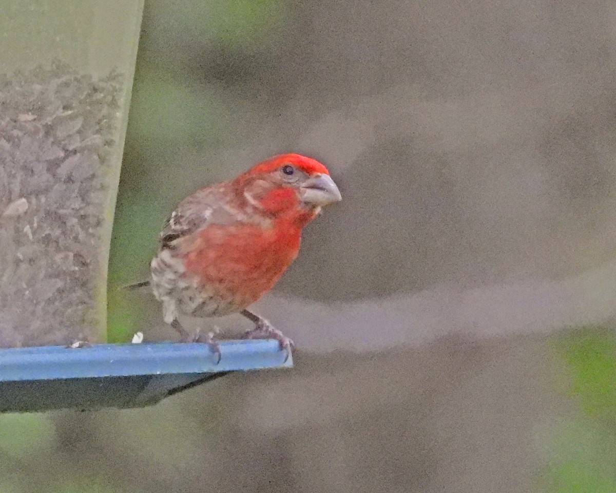 House Finch - ML638339442